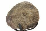 Polished Fossil Ornithischian Dinosaur Vertebra w/ Metal Stand #378540-2